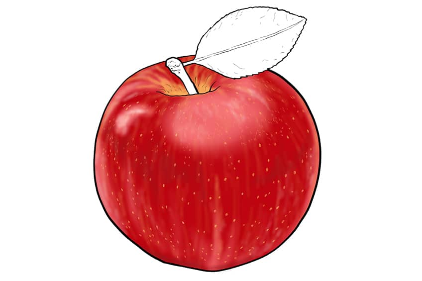 Apple Sketch 11