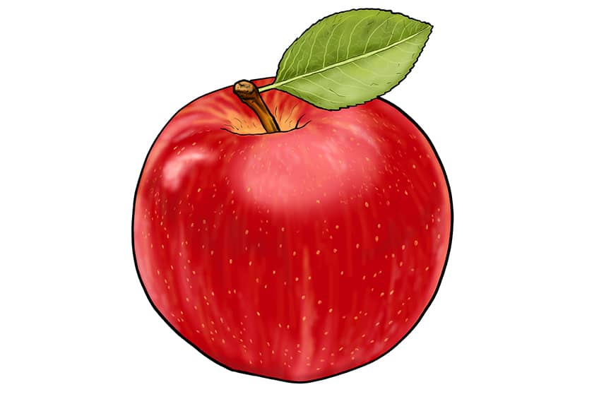 Apple Sketch 15