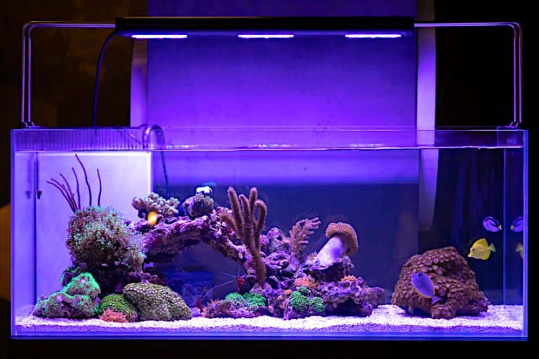 Aquarium Glue – Adhesives That Are Suitable for Fish Tanks