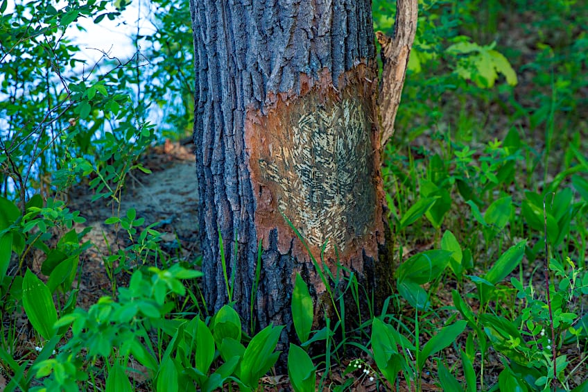 Beaver Damage on Tree