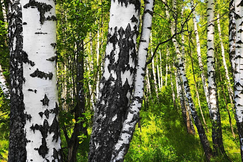 Birch Tree Species