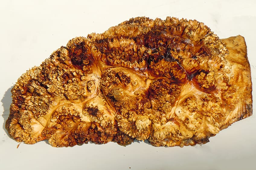 Burls Grow from Small Buds