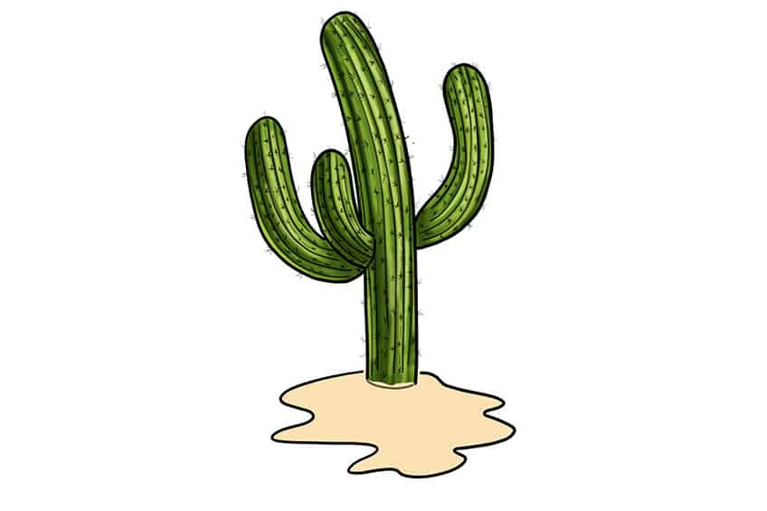 Cactus Sketch 13