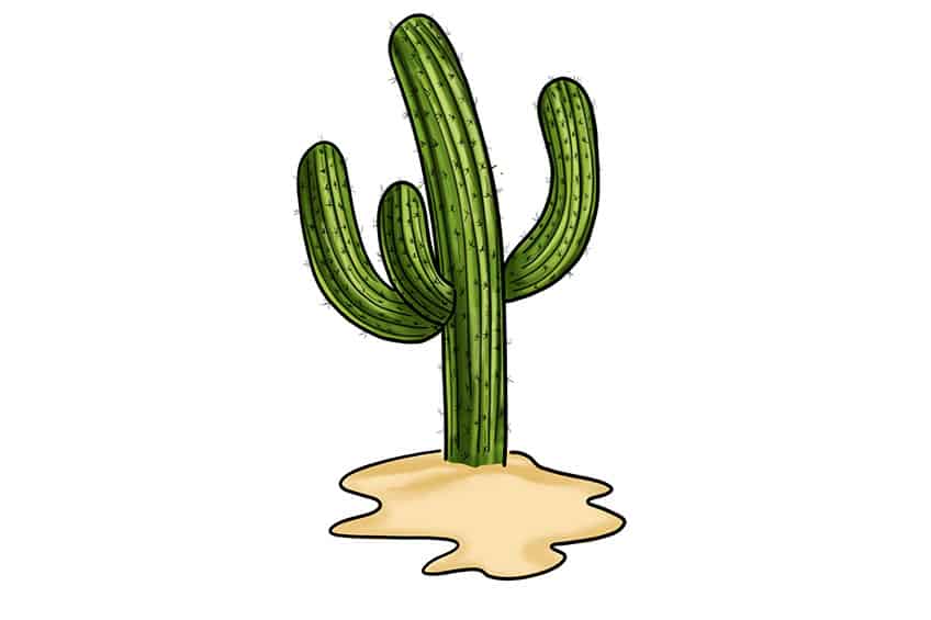 Cactus Sketch 14