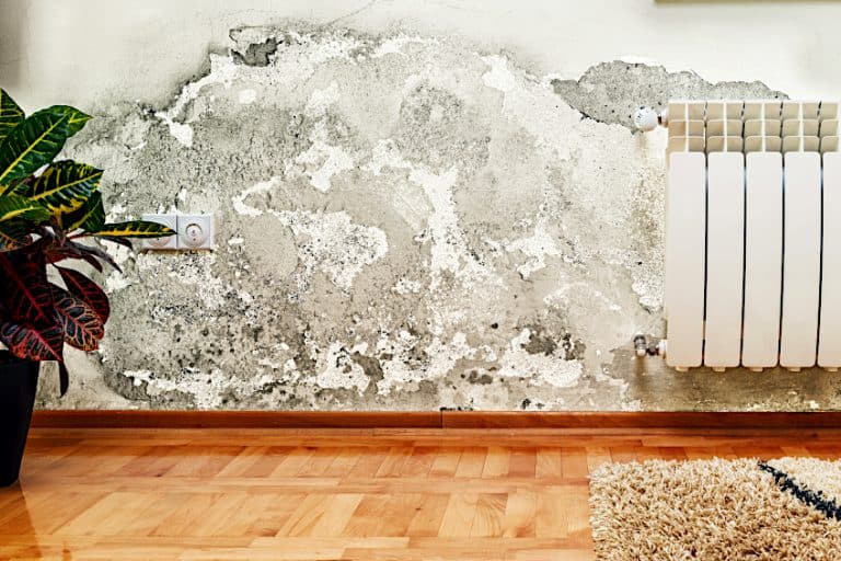 Can You Paint Over Mold? – How to Fix Mold Damage for Good