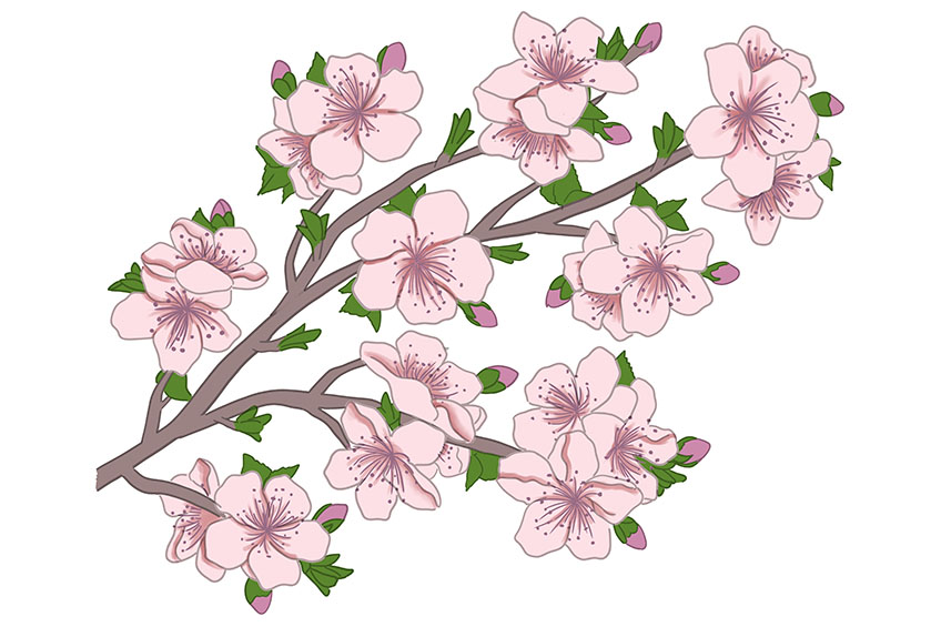 Cherry Blossom Sketch 11