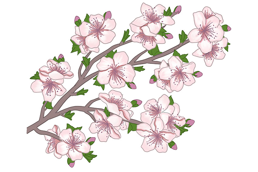Cherry Blossom Sketch 12