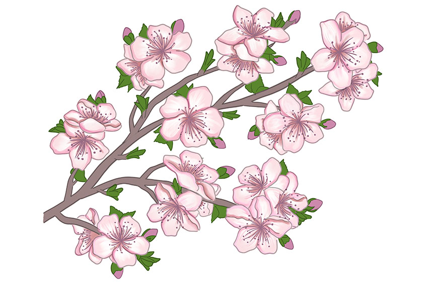Cherry Blossom Sketch 13