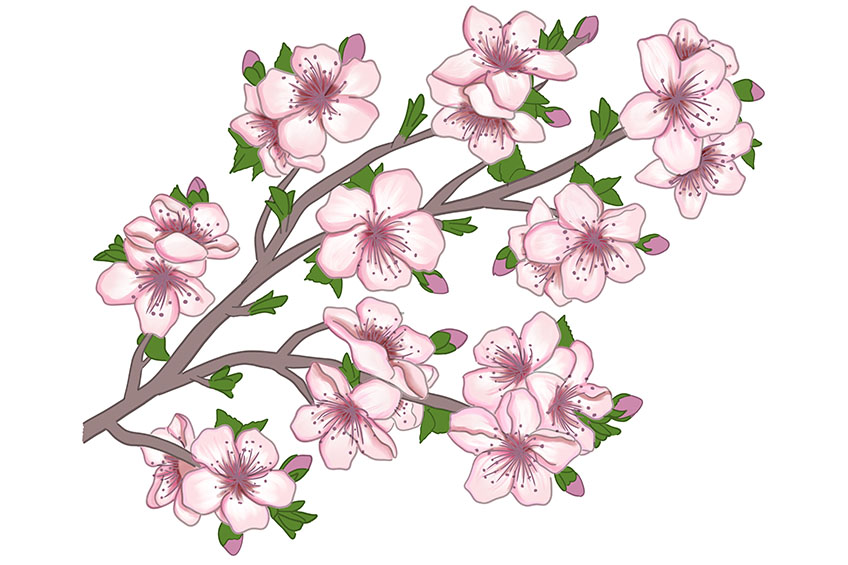 Cherry Blossom Sketch 14