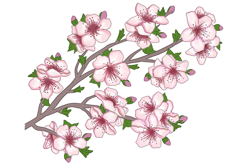 Cherry Blossom Sketch 15