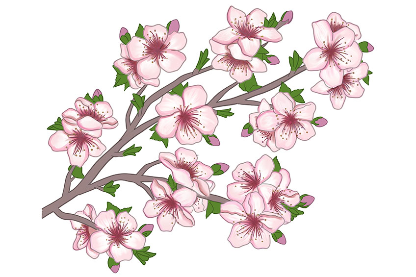 Cherry Blossom Sketch 16