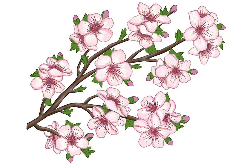 Cherry Blossom Sketch 19