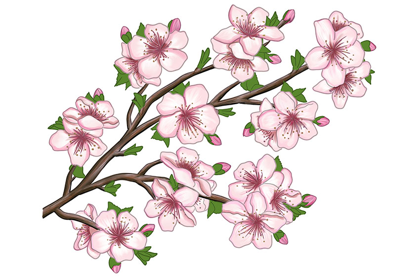 Cherry Blossom Sketch 23