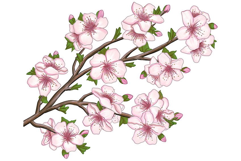 Cherry Blossom Sketch 24