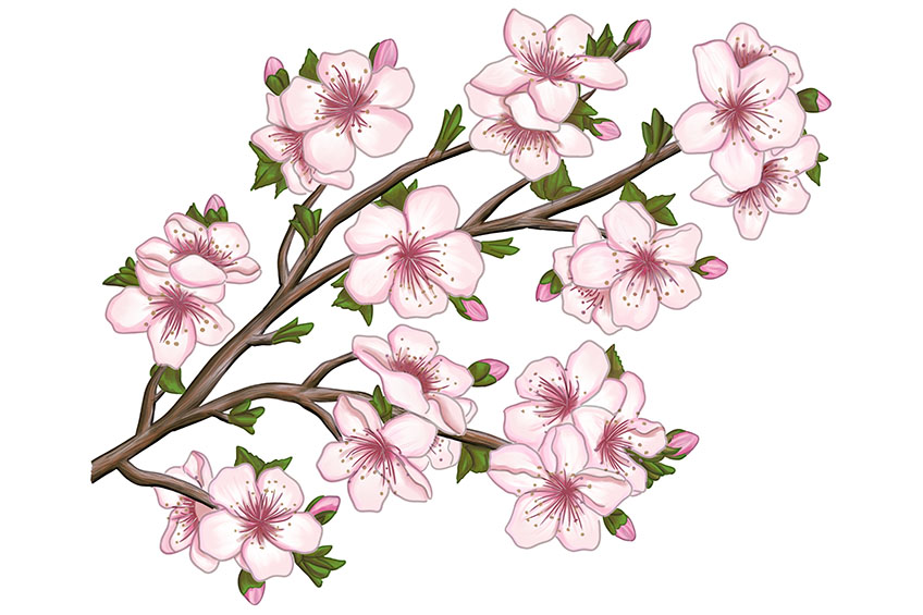 Cherry Blossom Sketch 25