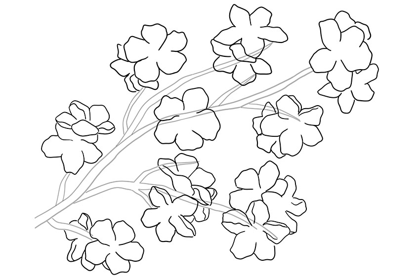 Cherry Blossom Sketch 3