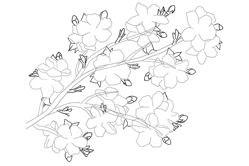 Cherry Blossom Sketch 4