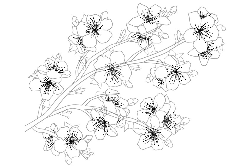Cherry Blossom Sketch 5