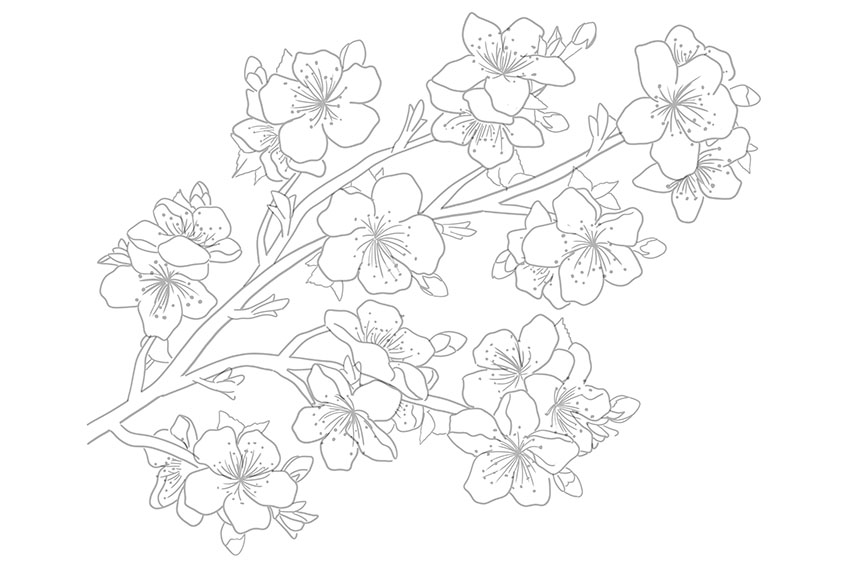 Cherry Blossom Sketch 6