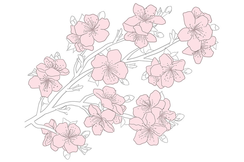 Cherry Blossom Sketch 7