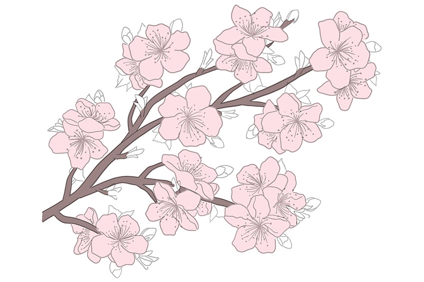 Cherry Blossom Sketch 8