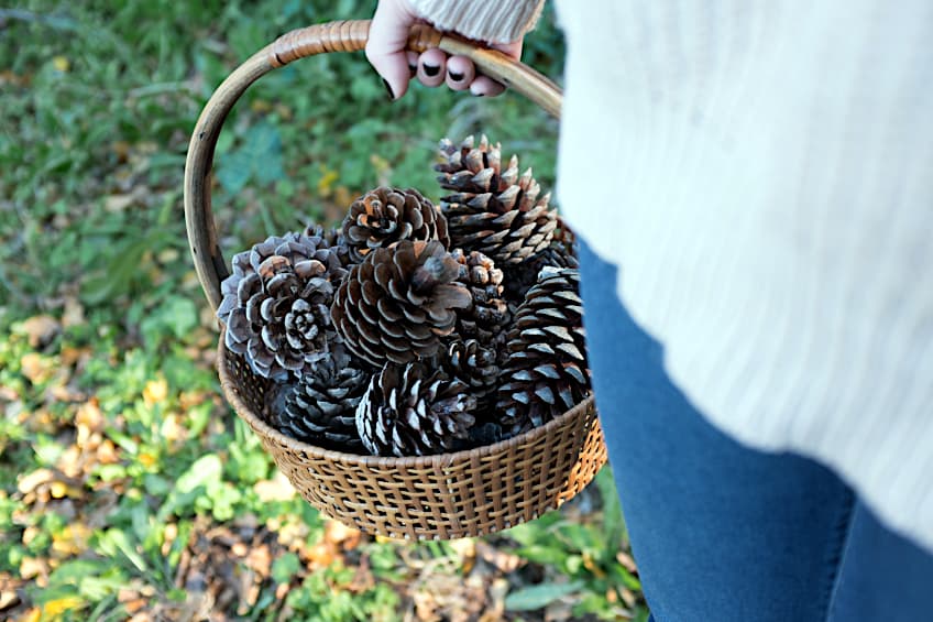 Collecting Pine Cones for Fall Crafts