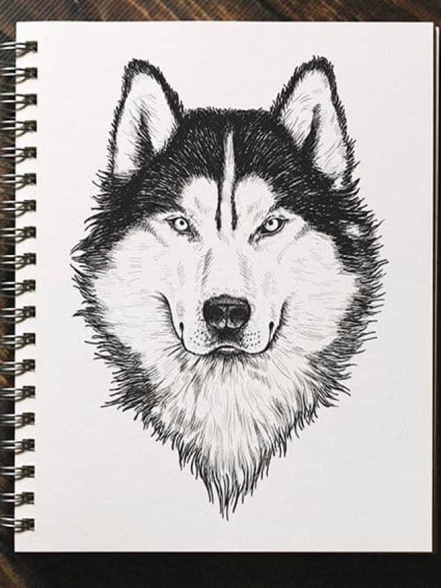 Wolf Head Drawing – A Step-By-Step Drawing Guide