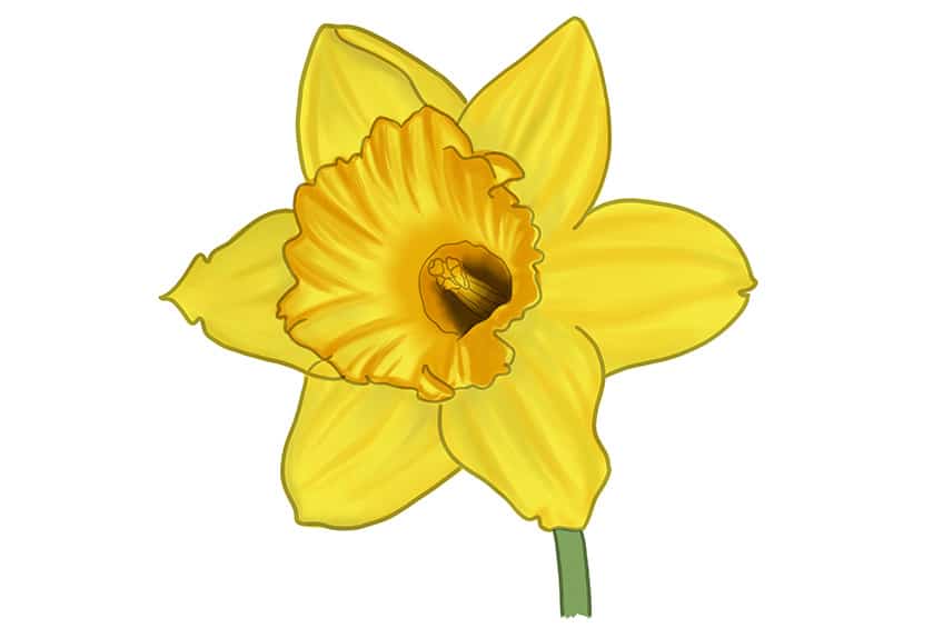 Daffodil Sketch 10