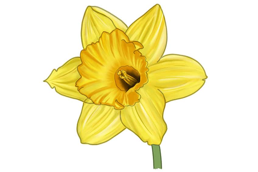 Daffodil Sketch 12