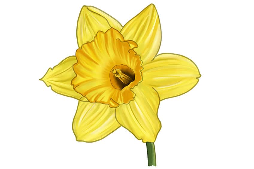 Daffodil Sketch 13