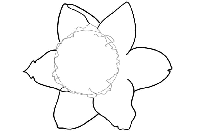 Daffodil Sketch 3