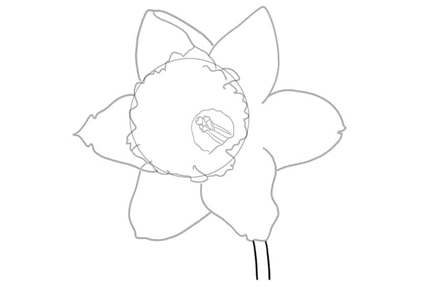 Daffodil Sketch 5