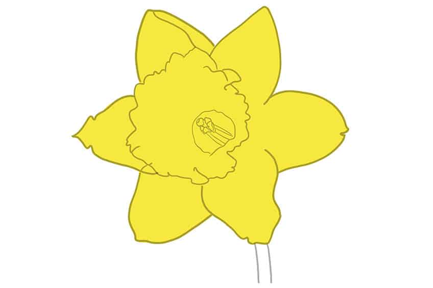 Daffodil Sketch 6