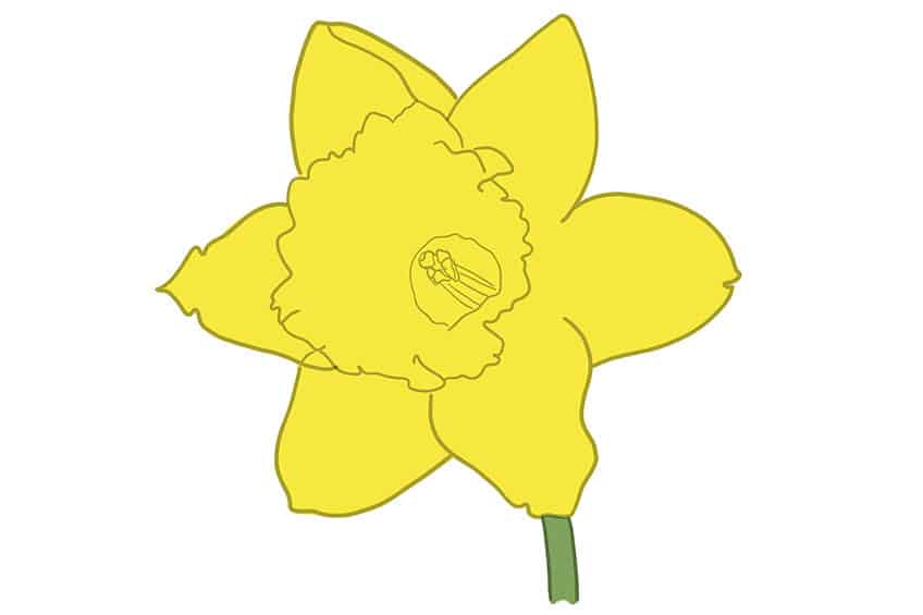 Daffodil Sketch 7