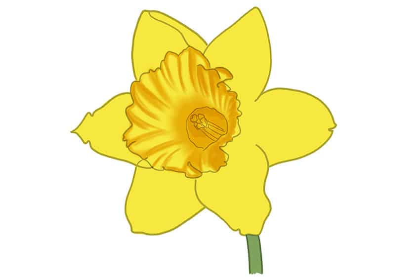 Daffodil Sketch 8