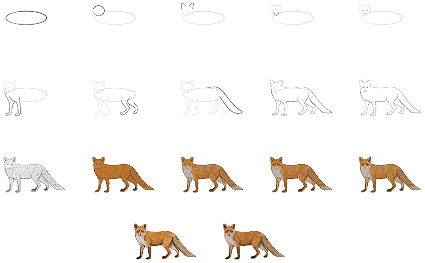Draw a Fox in 17-Steps