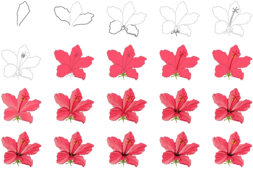 Drawing Hibiscus Flower Steps