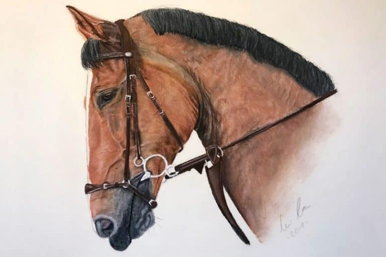 How to Draw a Horse Head – Create your Own Horse Head Drawing