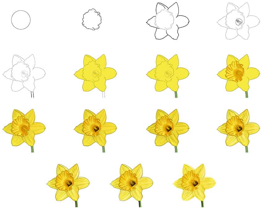 Easily Draw a Daffodil in Steps