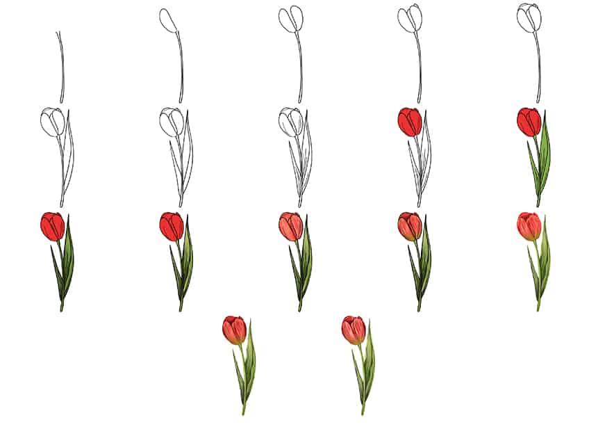 Easy Tulip Drawing Steps