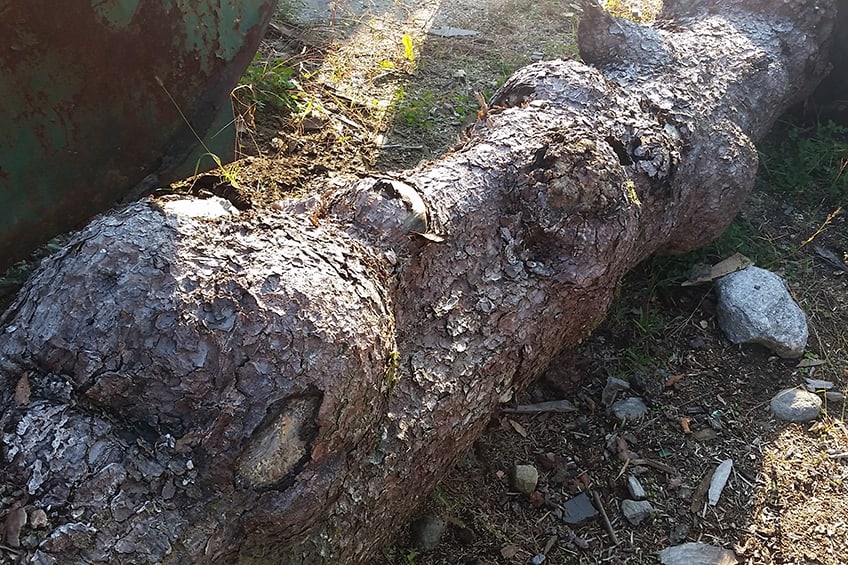 Felled Tree with Burls