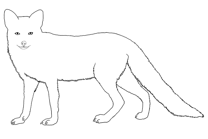 Fox Sketch 10