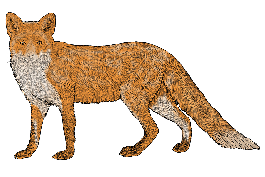 Fox Sketch 13