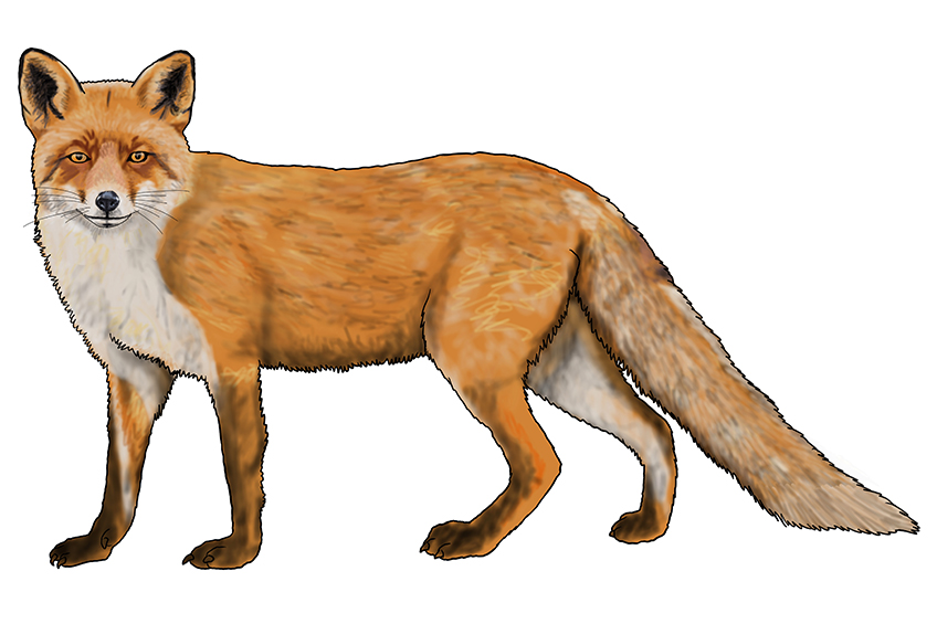 Fox Sketch 16