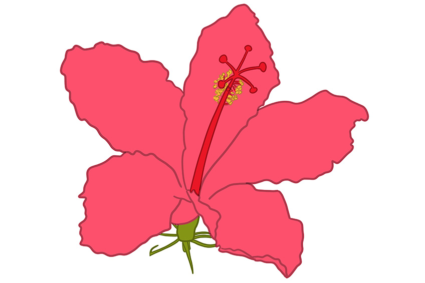Hibiscus Flower Sketch 10