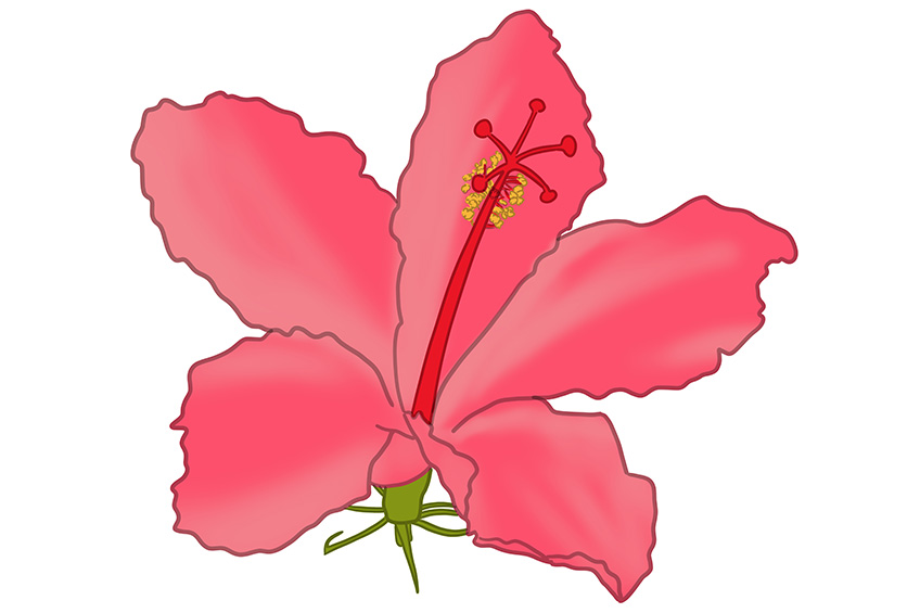 Hibiscus Flower Sketch 11