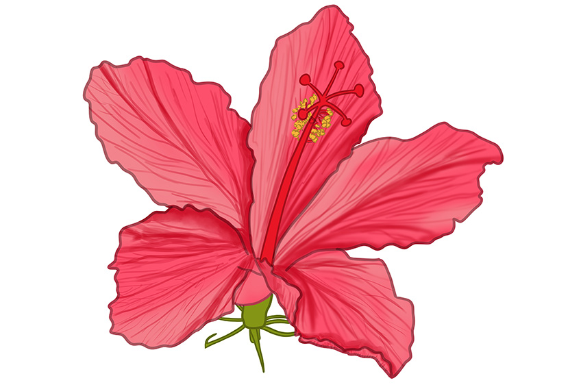 Hibiscus Flower Sketch 12