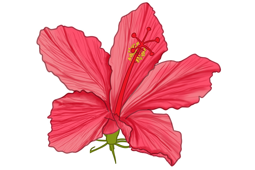 Hibiscus Flower Sketch 13