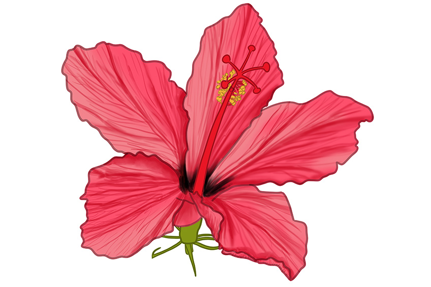 Hibiscus Flower Sketch 14