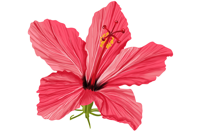 Hibiscus Flower Sketch 20